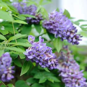 Amethyst Falls Wisteria Vine Potted Deciduous Flowering Plant, Grown in a 2.50 qt. pot (1-Pack)