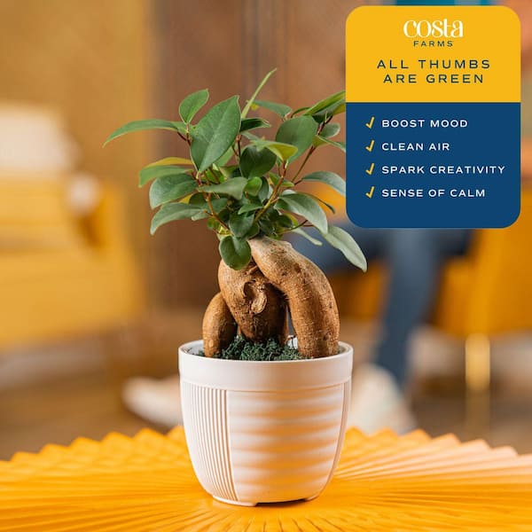 Costa Farms Petite Grower's Choice Ficus Bonsai Indoor Plant in 4.75 in. White Decor Container, Average Shipping Height 10 in. Tall