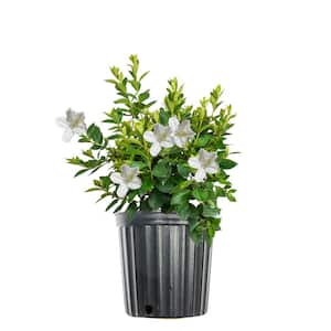 GG Gerbing Azalea Shrub In 1 Gal. Grower's Pot, Pure White Spring Blooms