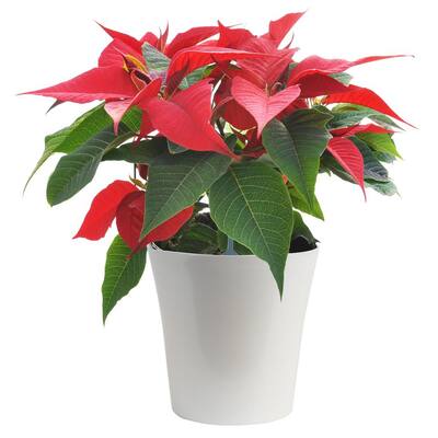 Pack of 12 Arcadia Silk Plantation 24 Charisma Poinsettia Spray Chocolate Pack of 12 Arcadia Silk Plantation 24 Charisma Poinsettia Spray Chocolate