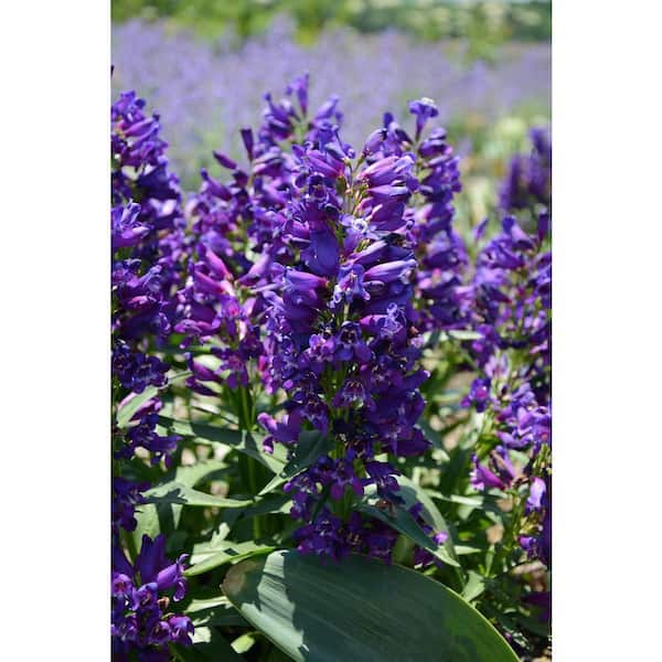 Unbranded 2 Gal. Penstemon Perennial Plant