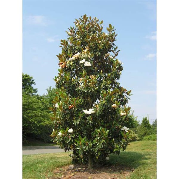 7 Gal. Kay Parris Southern Magnolia Evergreen Tree