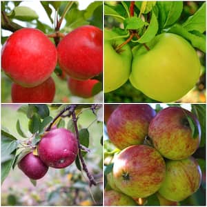 https://images.thdstatic.com/productImages/63ff1c3e-a325-4e27-a1c0-87395ddea5d1/svn/online-orchards-fruit-plants-cbap004-64_300.jpg