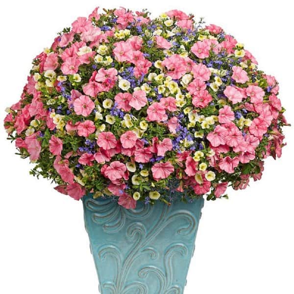 PROVEN WINNERS 12 in. Bermuda Skies Superbells, Lobelia, and Supertunia Combo Annual Live Plant in Hanging Basket