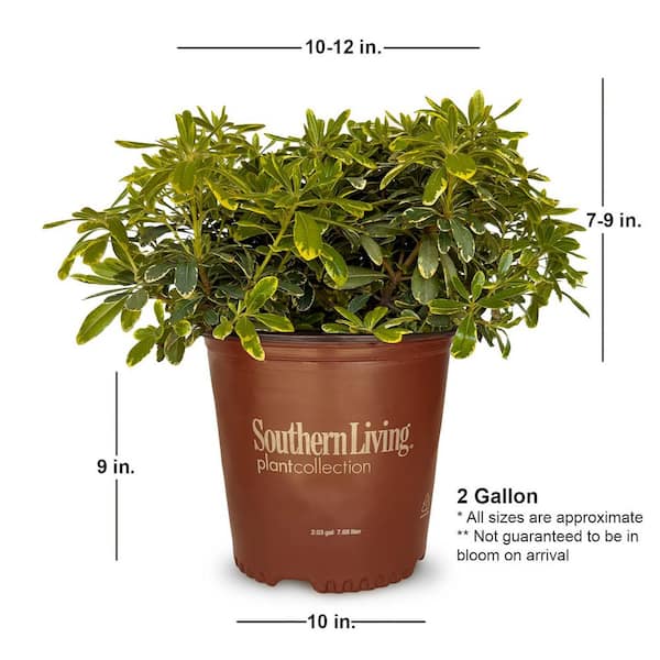 SOUTHERN LIVING 2 Gal. Mojo Pittosporum, Live Dwarf Evergreen