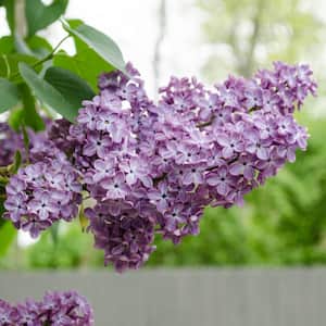 President Grevy French Hybrid Lilac, Live Bareroot Deciduous Flowering Shrub with Light Purple Flowers (1-Pack)