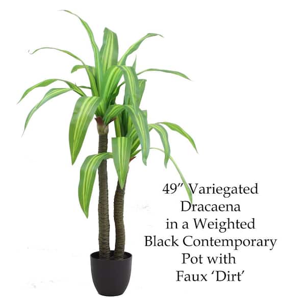 phoenix DECOR The Mod Greenhouse 49 in. Artificial Variegated Dracaena Tree in 6.5 in. Plastic Pot (26 Leaf)