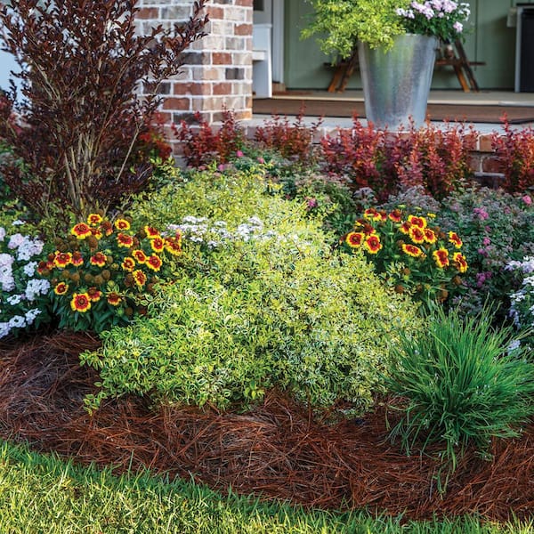 SOUTHERN LIVING 2.5 Qt. Miss Lemon Abelia With Light Pink Flowers 