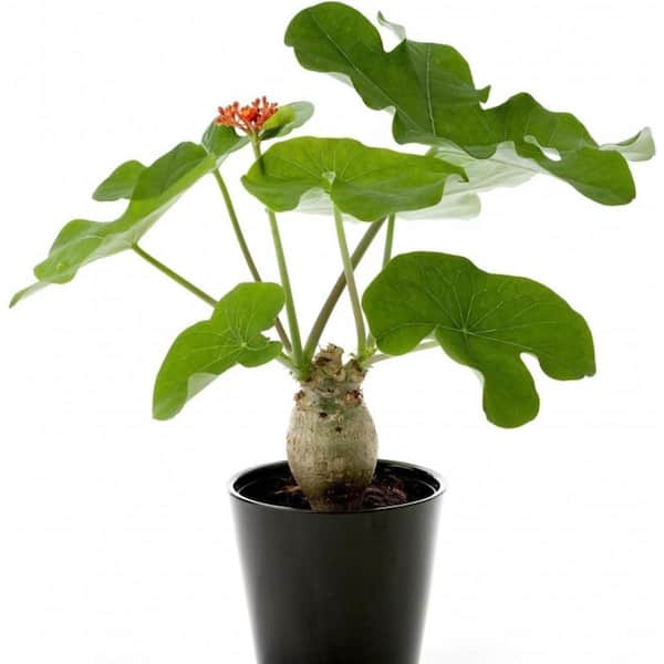 Wekiva Foliage Buddha Belly Plant-Live Plant in a 4 Inch Growers Pot-Jatropha Podagrica-Low Maintenance Houseplant Succulent