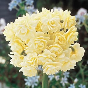 Summer Cheer Daffodil Bulbs 5-Pack