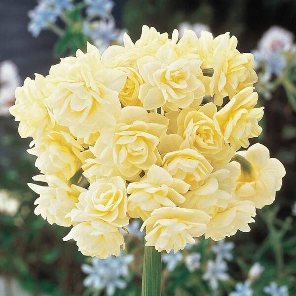 Breck's Summer Cheer Daffodil Bulbs 5-Pack
