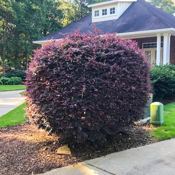 2.5 Gal - Ruby Loropetalum - Live Evergreen Shrub with Purple Foliage