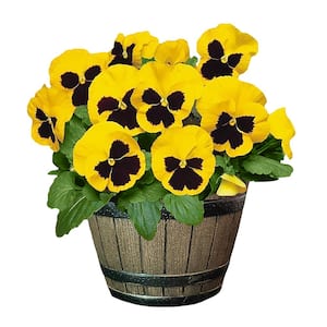 8 in. Pansy Annual Plant with Yellow and Black Blooms in Whiskey Barrel