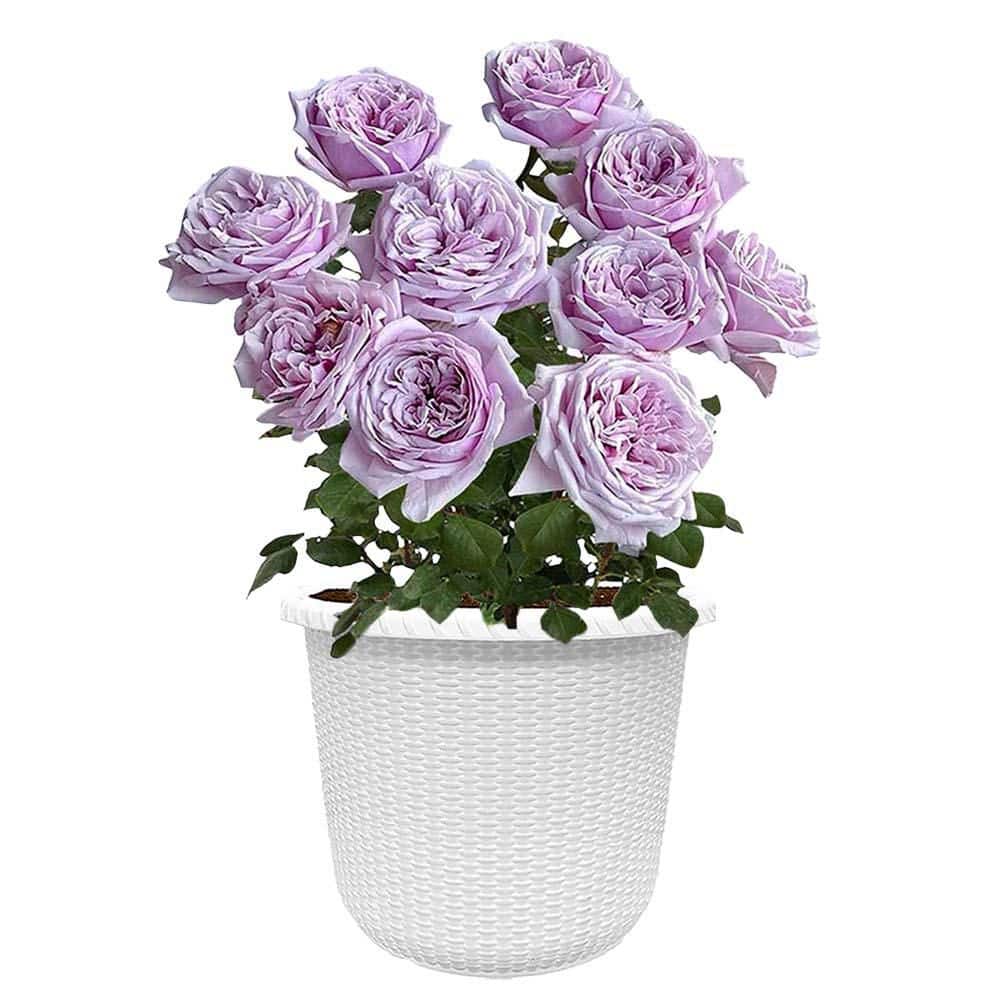 Vigoro 2 Gal. Pacific Blue Rose Plant with Lavender Flowers in