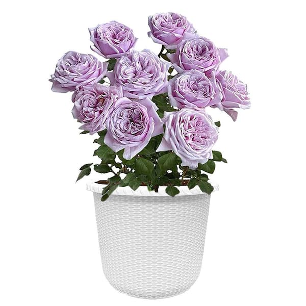 Vigoro 2 Gal. Pacific Blue Rose Plant with Lavender Flowers in