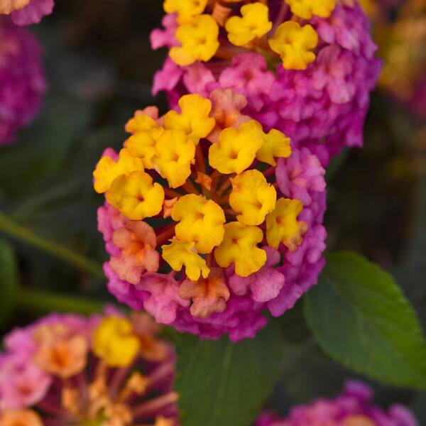 National Plant Network 2.5 In. Lantana Passion Fruit Plant (3-pack 