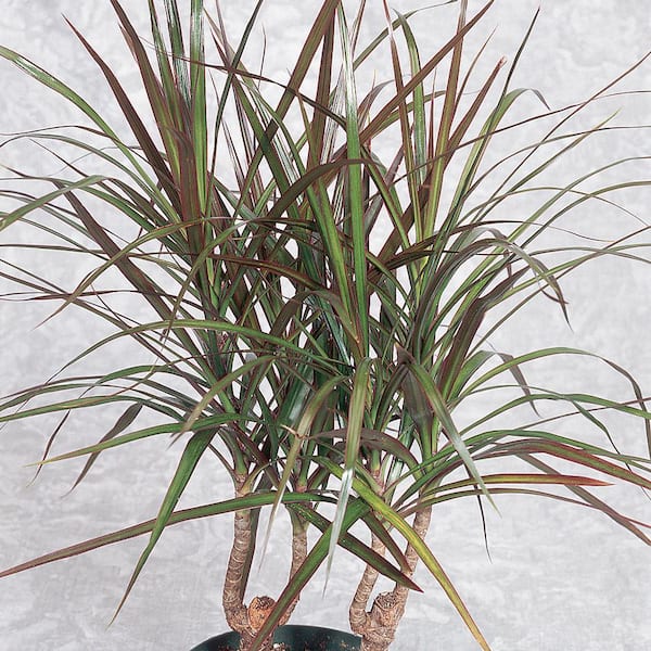 BELL NURSERY 2.12 Gal. Dragon Tree (Dracaena Marginata) Plant in 10 in. Grower Pot