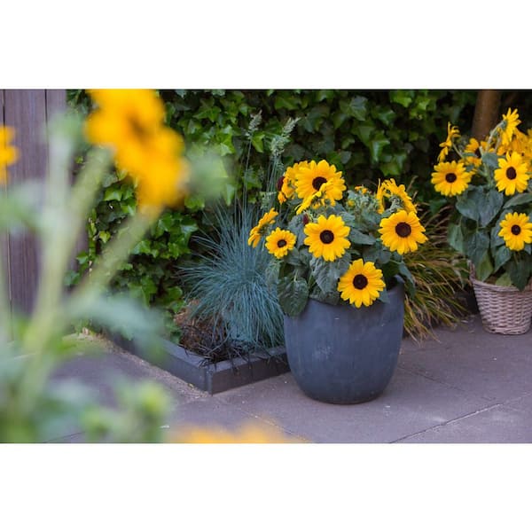 Vigoro 2 Gal. Sunflower Sunfinity Yellow in Decorative Planter