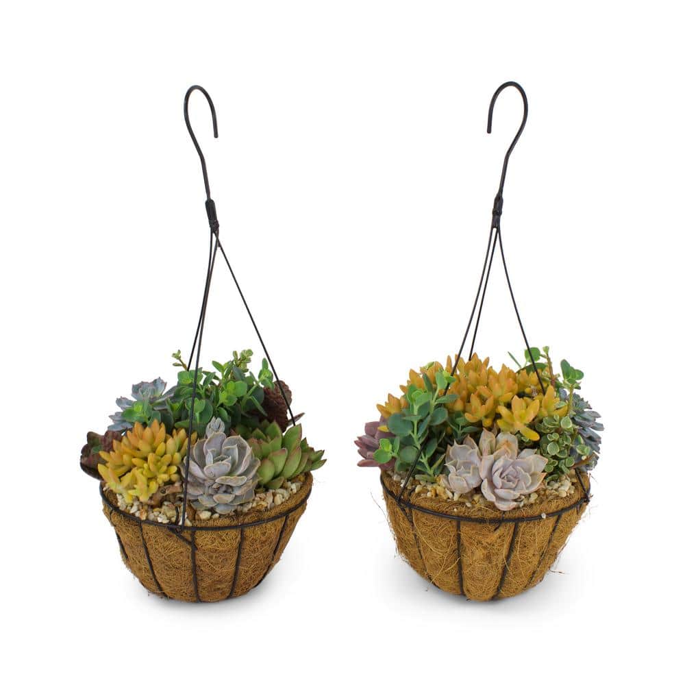 Pure Beauty Farms 2 5 Qt Succulent Plant Combo In 8 In Coco Basket 2 Units Dc8hbsuccccoco2 The Home Depot