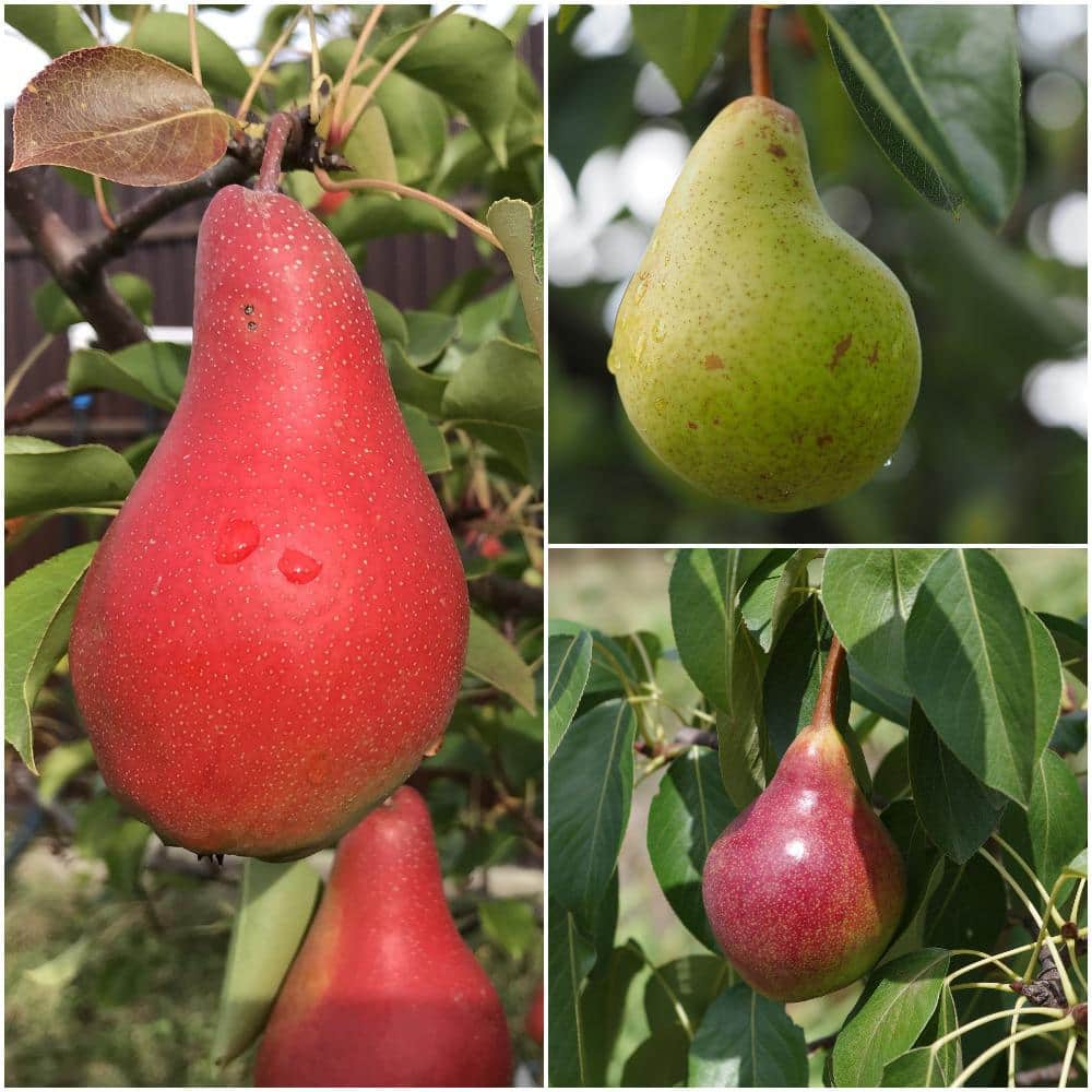 Dwarf Red Bartlett Pear Tree - Bright red, sweeter, juicier, and improved  Bartlett! (2 years old and 3-4 feet tall.)