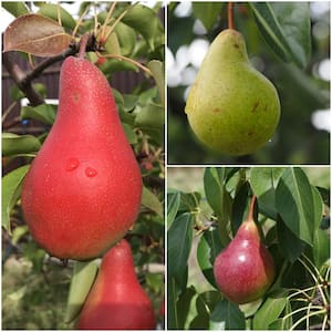 3-in-1 Pear Jubilee Tree Bare Root