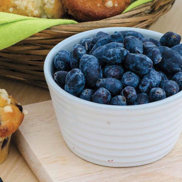 DIRECT GARDENING Kawai Honeyberry Bush Dormant Fruit Bearing