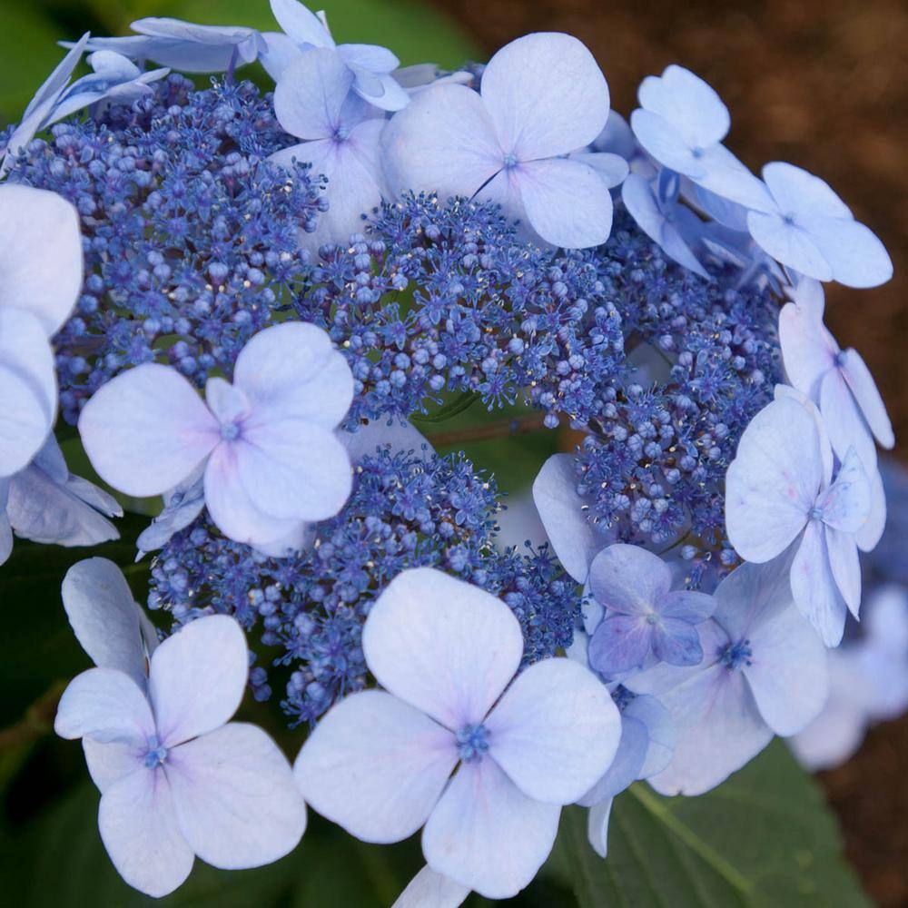 Spring Hill Nurseries 4 in. Pot Endless Summer Twist-N-Shout Hydrangea ...