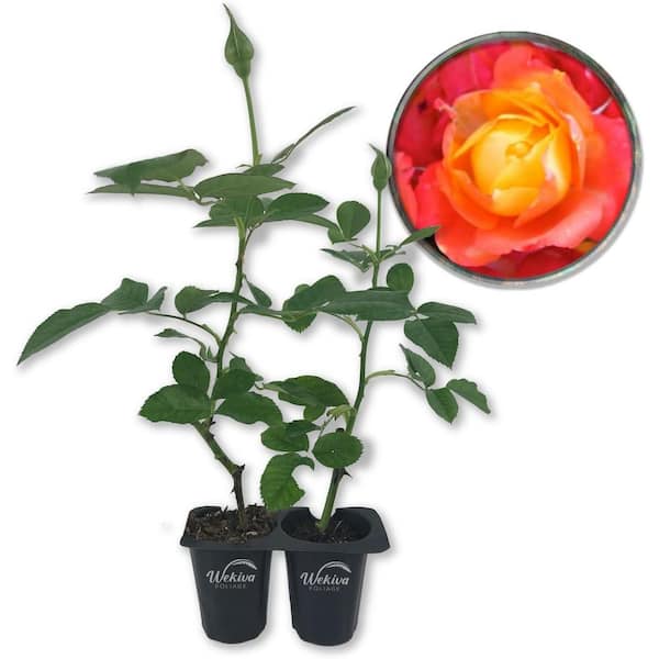 Pinata Rose Bush-2 Live Starter Plants in 2 in. Pots-Beautifully Fragrant Heirloom Rose from Florida