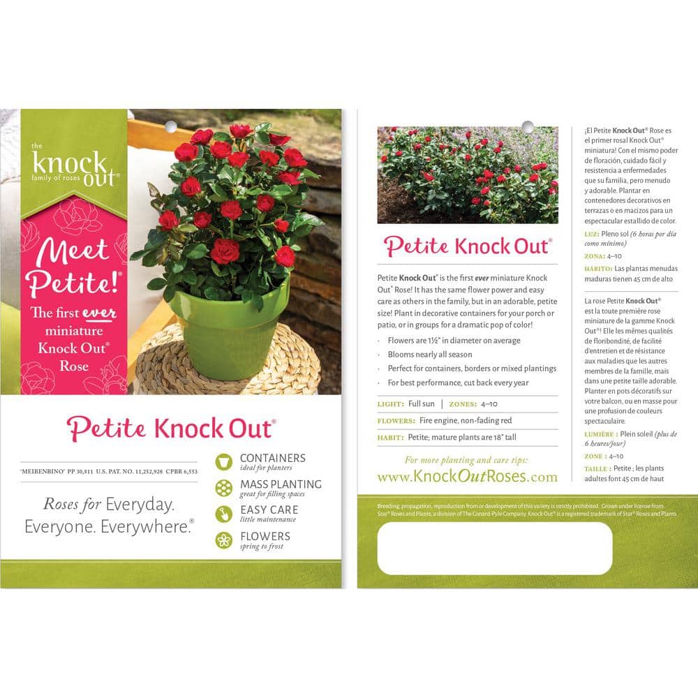Compact Fire Engine Red Petite Knock Out Rose (2 Quart)