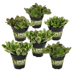 Classic Jade Succulent (Crassula) Houseplant in 3.5 in. Grower Pots (6-Pack)