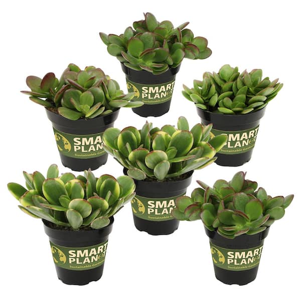 ALTMAN PLANTS Classic Jade Succulent (Crassula) Houseplant in 3.5 in. Grower Pots (6-Pack)