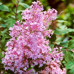 2.50 Qt. Pot Josee Reblooming Lilac (Syringa), Flowering Shrub Pink Live Deciduous Plant (1-Pack)