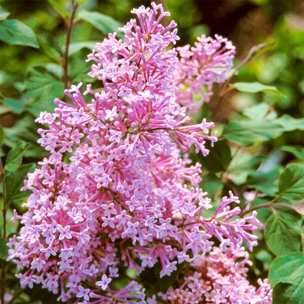 Spring Hill Nurseries 1.50 Gal. Pot Josee Reblooming Lilac (Syringa), Live Deciduous Flowering Shrub (1-Pack)