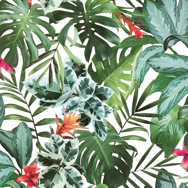 Amazon.com : AirBnk Amazon Rainforest Wallpapers For Iphone Poster 12 X 8  Inches : Home & Kitchen