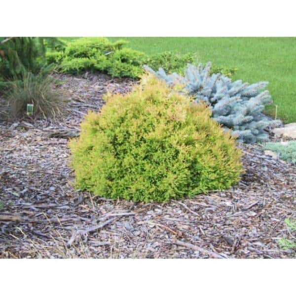 Online Orchards 1 Gal. Rheingold Arborvitae Shrub with Coral