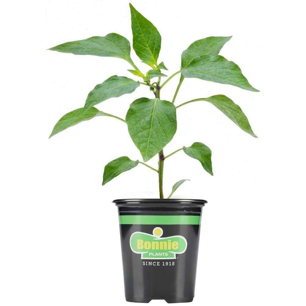 UPC 715339011589 product image for 19.3 oz. Yellow Bell Pepper Plant | upcitemdb.com