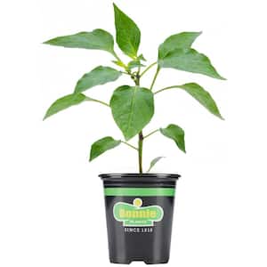 19 oz. Shishito Pepper Plant