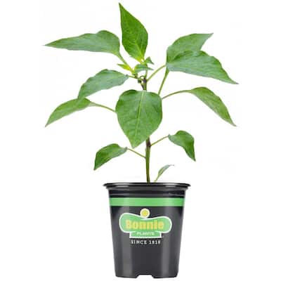 19.3 oz. Habañero Hot Pepper Plant