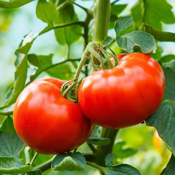 national PLANT NETWORK 6.1 in. Tomato Healthy Seed Grow Kit