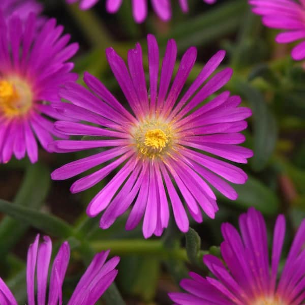 national PLANT NETWORK 3.25 in. Delosperma Ocean Sunset Violet Pink Perennial Ice Plant with Pink Flowers (3-Pack)