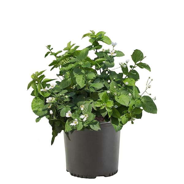 Unbranded 2.25 Gal. Caddo Blackberry Plant