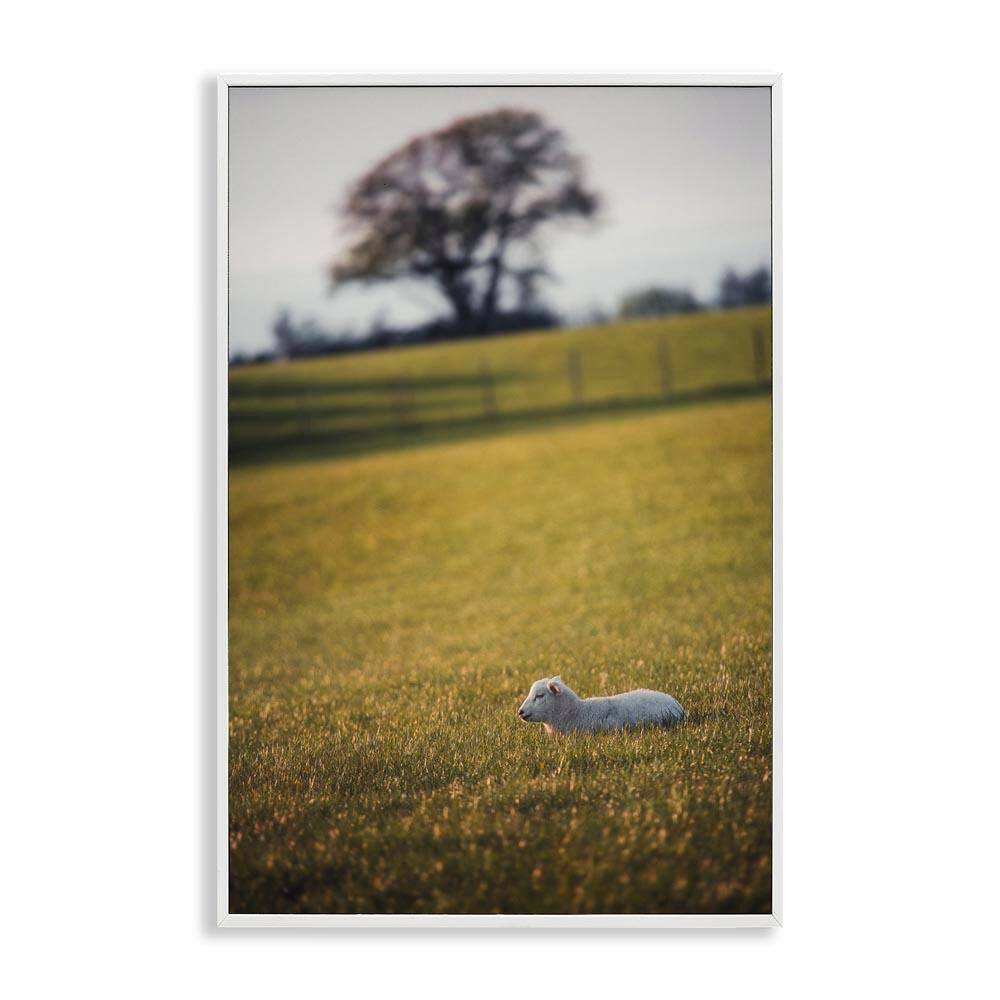 Lamb in Lush Farmland by Thomas Tepstad Berge White Framed Nature Giclee Art Print 18 in. x 12 in. price history on PriceWatchPro