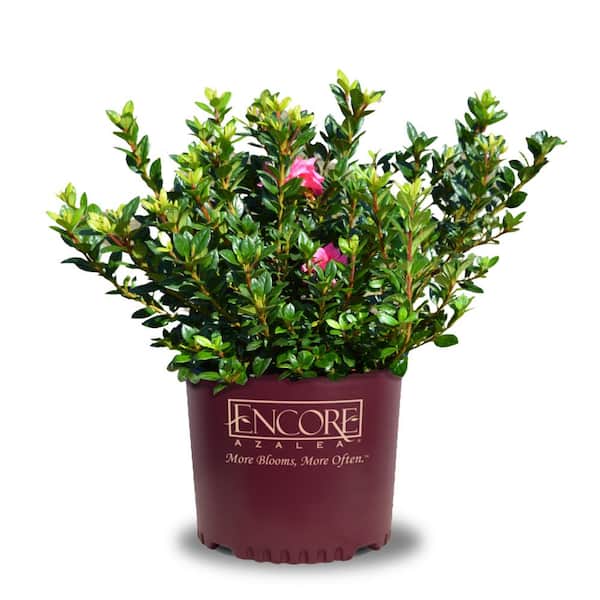 ENCORE AZALEA Azalea Encore Autumn Empress 3 Gal. Azalea Shrub with Pink Semi-double Reblooming Flowers