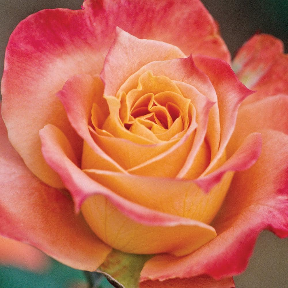 ALTMAN PLANTS #3 Dream Come True Patent Rose Plant with Pink Flowers ...