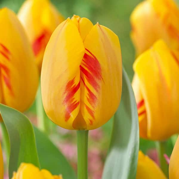 Garden State Bulb 12/Plus cm, Darwin Hybrid Olympic Flame Tulip Flower Bulbs (Bag of 100)