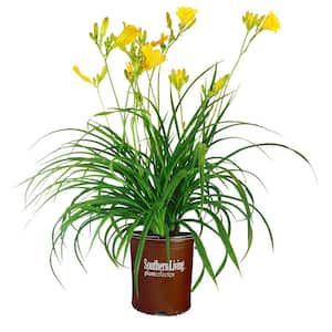 1 Gal. Stella De Oro Daylily Perennial Plant with Golden Yellow Flowers