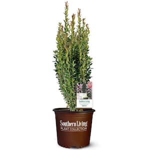 2 Gal. 'Red Sky' Pencil Holly, Narrow Ilex Shrub with a vertical Growth Habit and Red Hued New Foliage