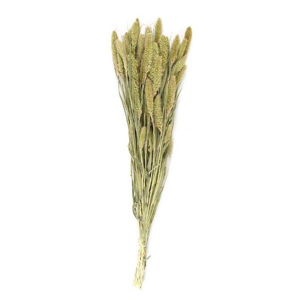 Bindle & Brass Setaria Dried Natural (2-Pack)