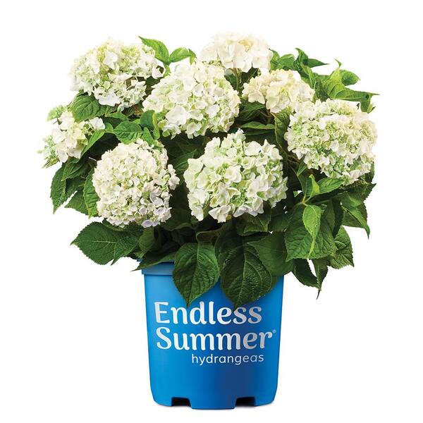 Endless Summer 2 Gal. Blushing Bride Reblooming Hydrangea Flowering Shrub, White to Blush Pink Flowers