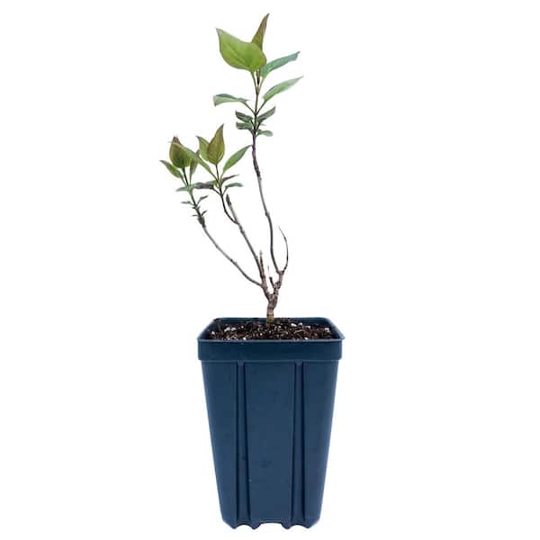 4 in. Pot Josee Reblooming Lilac (Syringa) Green Foliage Live Deciduous Plant with Lavender-Pink Blooms